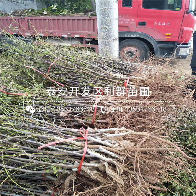 哪里出售占地大枣苗
