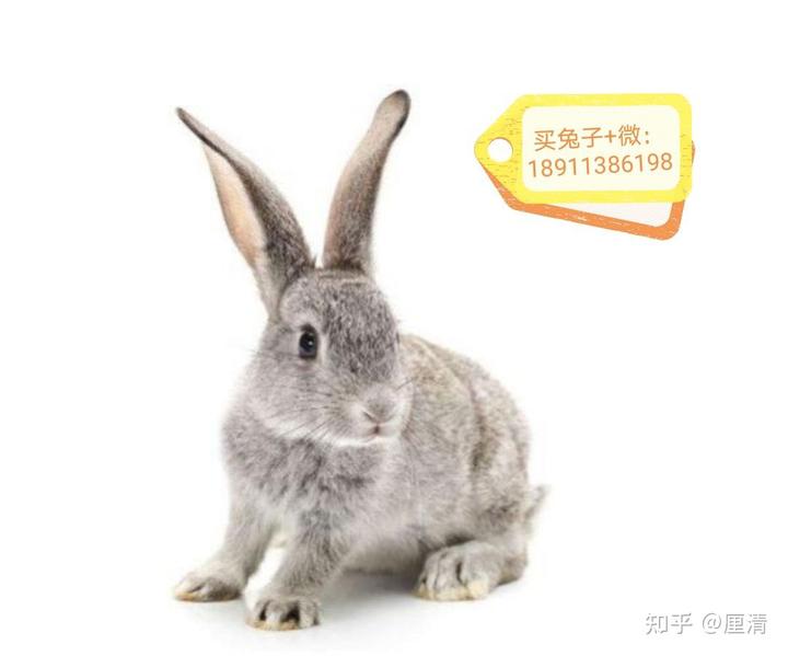 家兔圈养殖技术视频_高效养殖兔技术视频_养殖兔子的视频