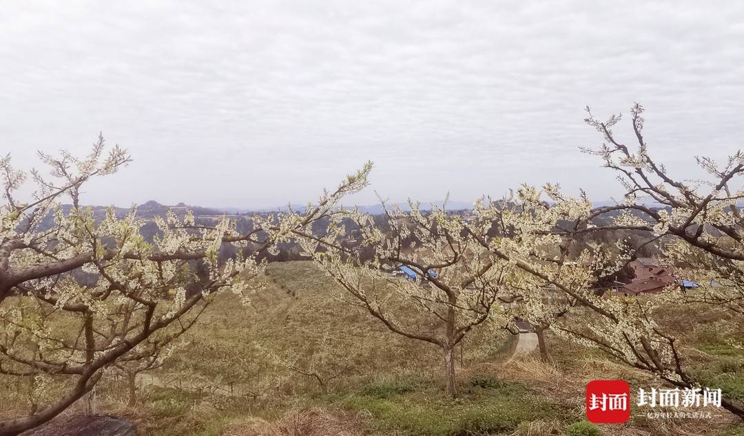 鲍志强徒弟_鲍志强的师傅是谁_鲍强明致富经