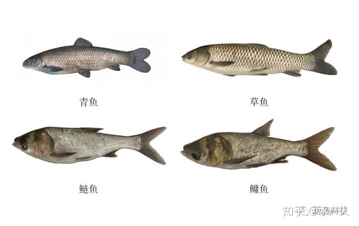 四大家鱼养殖想要多赚钱，这套花白鲢高产养殖技术学起来！