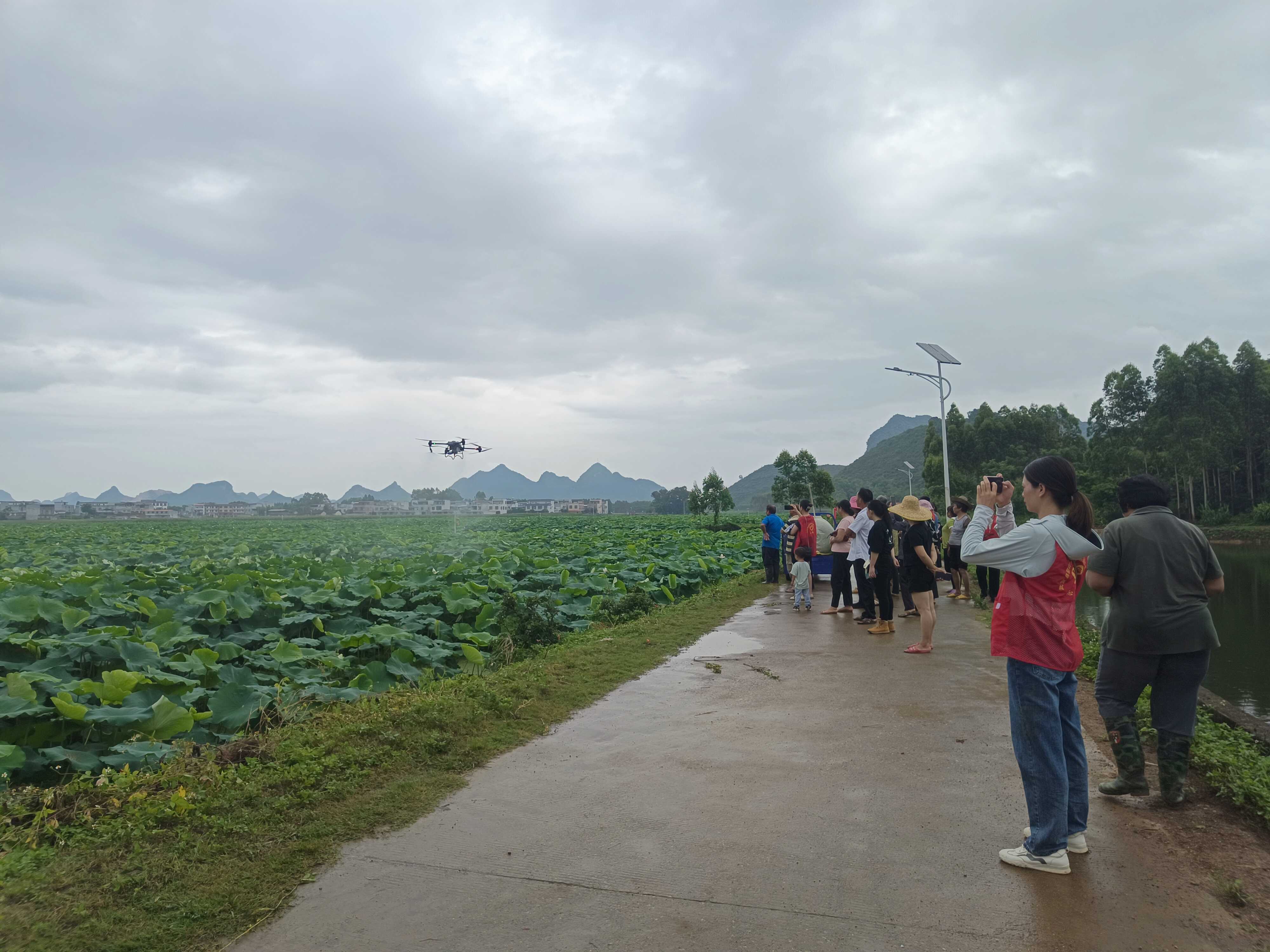 种植莲藕致富人_致富种植莲藕人员名单_致富种植莲藕人群图片