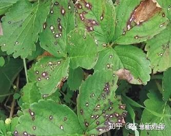 种植草莓小技巧_种植草莓的技术_草莓种植技术教程