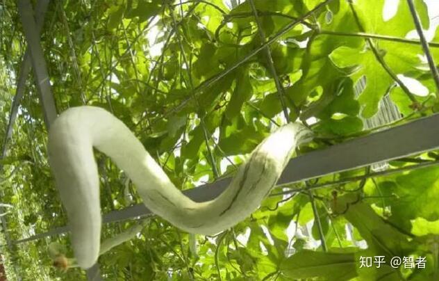 新农业致富项目_农业致富之路_农业种植致富新路