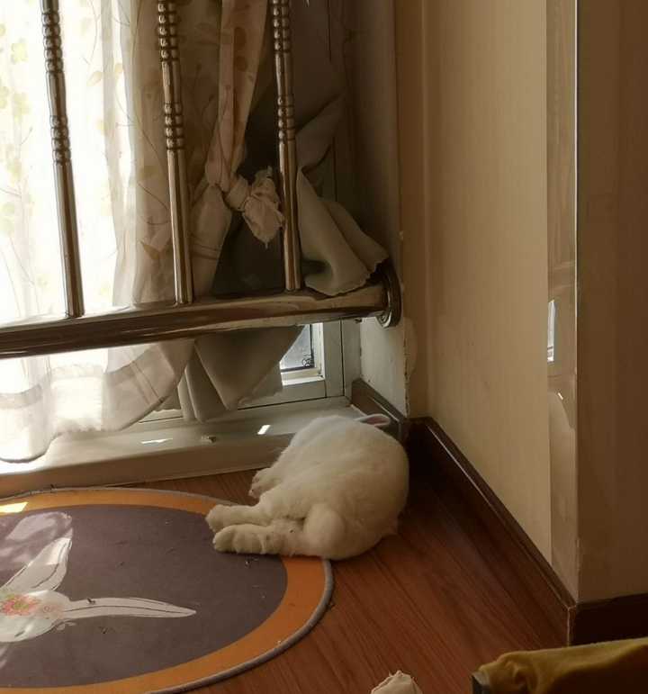 高效养殖兔技术视频_家兔圈养殖技术视频_养殖兔子的视频