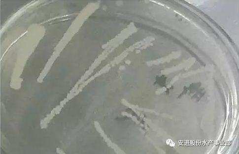 致富经石斑鱼养殖视频_致富经石斑鱼养殖技术_养殖石斑鱼赚钱吗