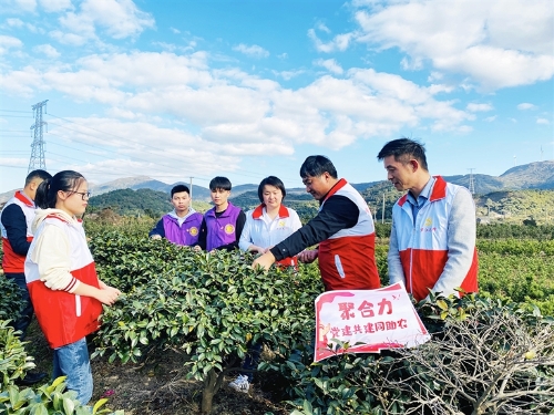 茶梅种植技术_茶梅树的种植方法_茶梅栽培技术