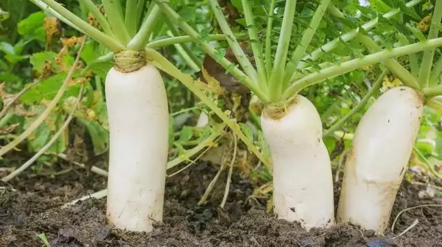 夏秋萝卜（热水萝卜）栽培技术，这些种植细节你是否知道呢？播报文章