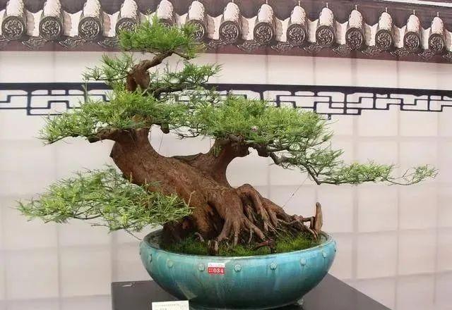 枸骨种植致富_枸骨的种植_枸骨树种植前景