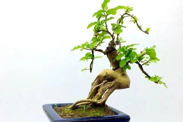 枸骨种植致富_枸骨的种植_枸骨树种植前景