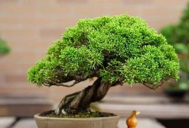 枸骨的种植_枸骨种植致富_枸骨树种植前景