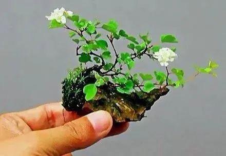 枸骨树种植前景_枸骨种植致富_枸骨的种植