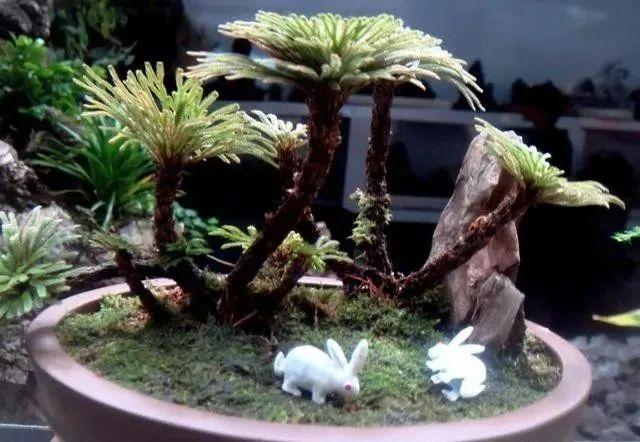 枸骨种植致富_枸骨树种植前景_枸骨的种植