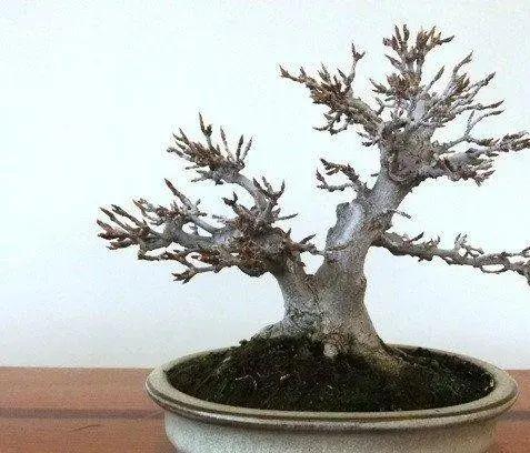 枸骨的种植_枸骨种植致富_枸骨树种植前景