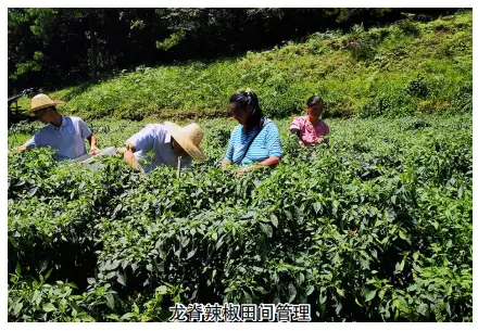 致富辣椒大棚种菜技术视频_致富经大棚种菜辣椒_辣椒大棚种植