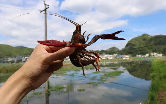 秋季龙虾养殖方法_秋季龙虾养殖技术小结_小龙虾秋季养殖技术