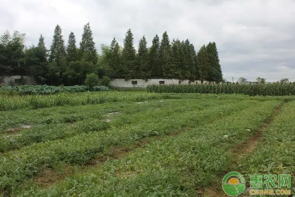 肥田萝卜栽培技术