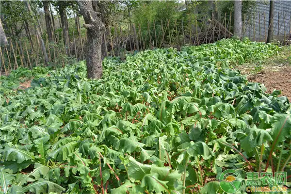 肥田萝卜栽培管理