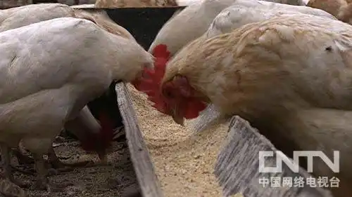 致富盆栽水果树图片_水果树盆栽致富经_致富盆栽水果树有哪些