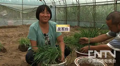 水果树盆栽致富经_致富盆栽水果树有哪些_致富盆栽水果树图片