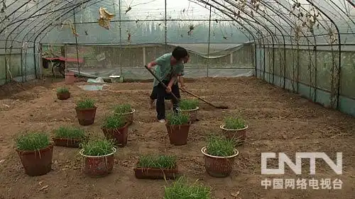 致富盆栽水果树有哪些_致富盆栽水果树图片_水果树盆栽致富经