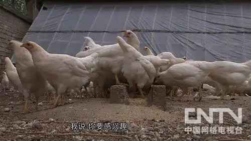 致富盆栽水果树有哪些_致富盆栽水果树图片_水果树盆栽致富经