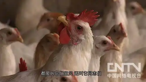 致富盆栽水果树有哪些_水果树盆栽致富经_致富盆栽水果树图片