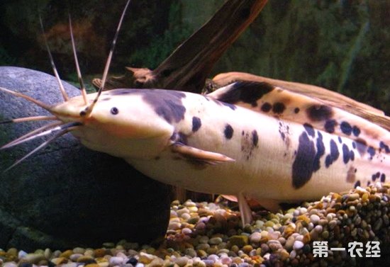 埃及塘角鱼养殖技术_埃及塘养殖角鱼技术要点_埃及鱼塘角鱼