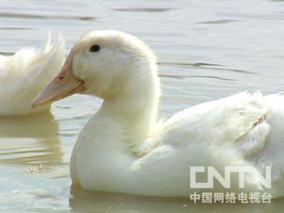 致富经创业养鸭子_养鸭致富能手_养鸭致富经