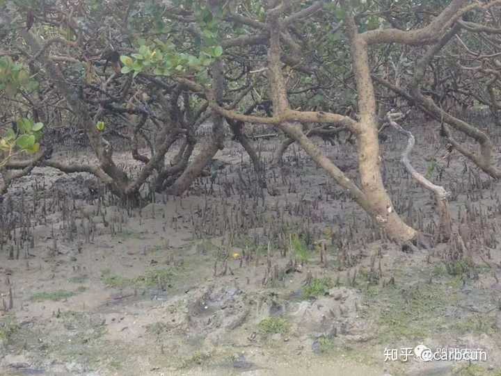 致富经养鸭视频大全_致富经网上养番鸭视频_致富经番鸭养殖技术