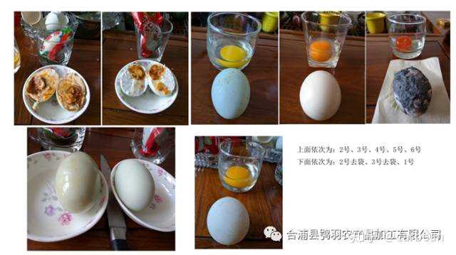 致富经番鸭养殖技术_致富经养鸭视频大全_致富经网上养番鸭视频