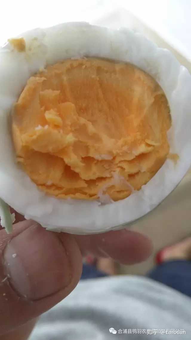 致富经番鸭养殖技术_致富经养鸭视频大全_致富经网上养番鸭视频