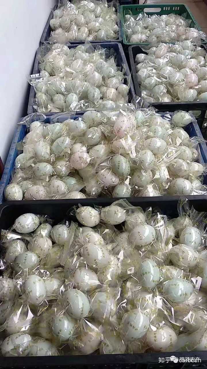 致富经番鸭养殖技术_致富经网上养番鸭视频_致富经养鸭视频大全