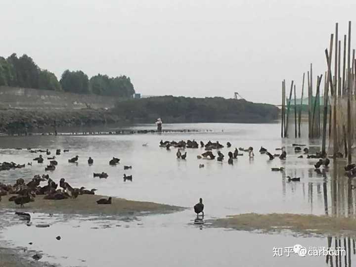 致富经养鸭视频大全_致富经番鸭养殖技术_致富经网上养番鸭视频