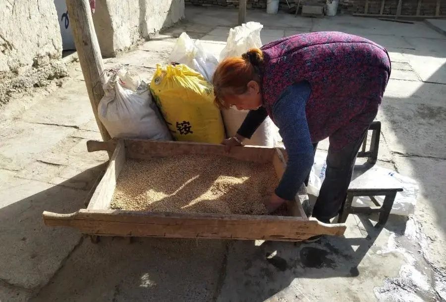 种植桑椹前景怎么样_致富经里桑椹种植_种植桑葚赚钱吗