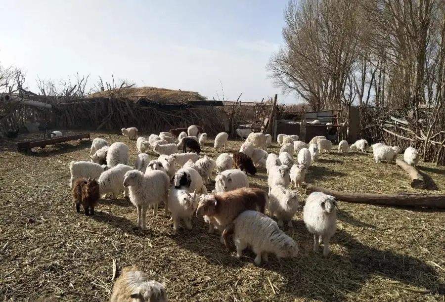种植桑椹前景怎么样_种植桑葚赚钱吗_致富经里桑椹种植