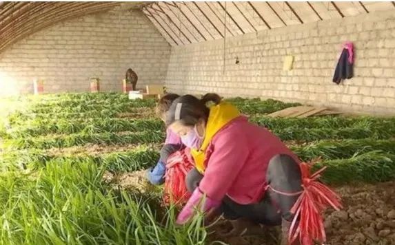 种植桑椹前景怎么样_种植桑葚赚钱吗_致富经里桑椹种植