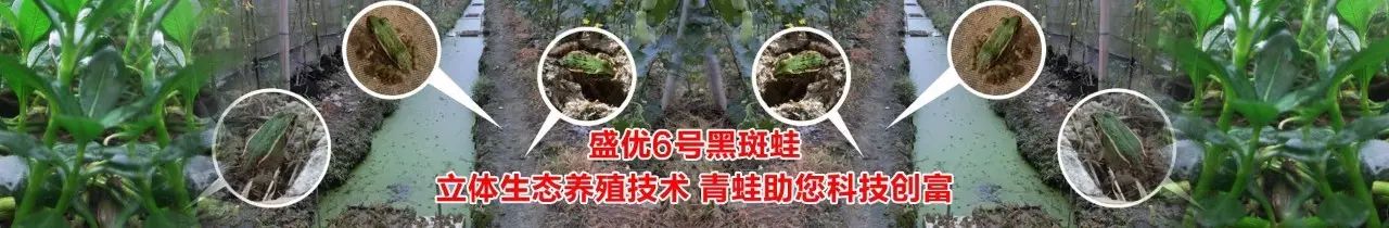 养殖青蛙致富_养殖青蛙致富_养殖青蛙致富