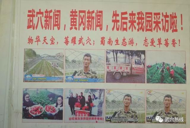 种植桑葚_致富经里桑椹种植_种植桑椹前景怎么样