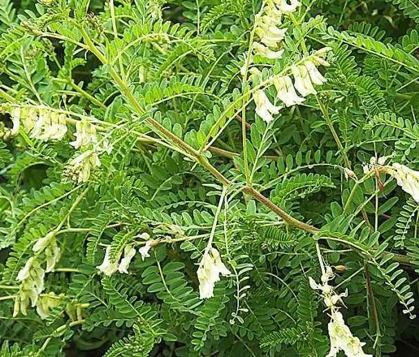 黄芪的种植技术及产量_高产黄芪种植技术与管理_黄芪高产种植技术
