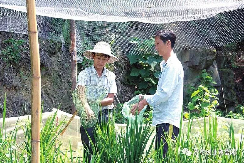 养殖青蛙致富_养殖青蛙致富_养殖青蛙致富
