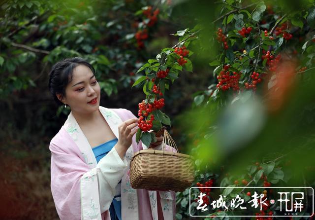 致富经樱桃种植视频_大樱桃种植致富_致富经大樱桃种植视频
