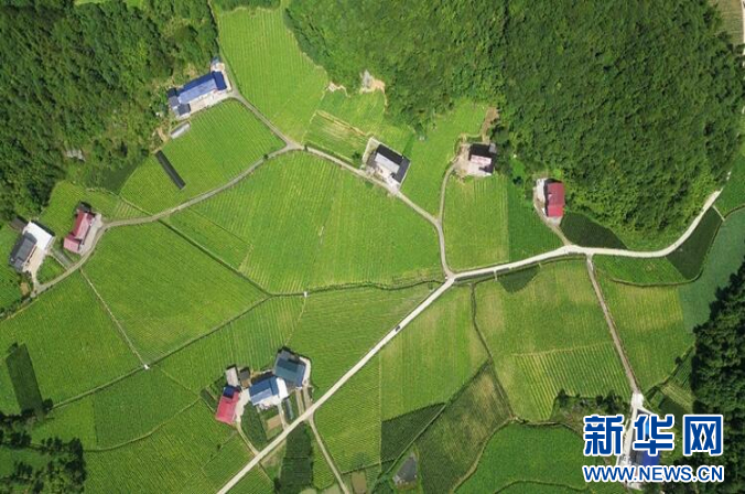 致富种植视频全集_湖北农业种植致富项目_湖北种植致富视频