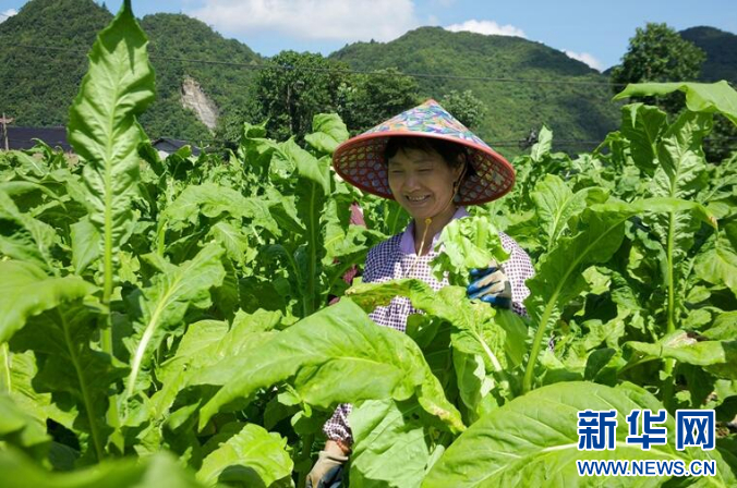 湖北农业种植致富项目_致富种植视频全集_湖北种植致富视频