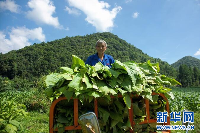 致富种植视频全集_湖北农业种植致富项目_湖北种植致富视频