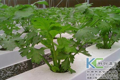 无土栽培适合种植哪些蔬菜