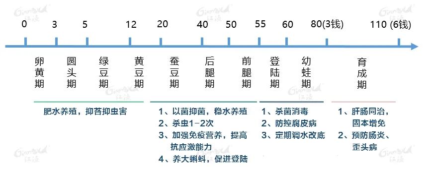 养殖青蛙致富_养殖青蛙致富_养殖青蛙致富