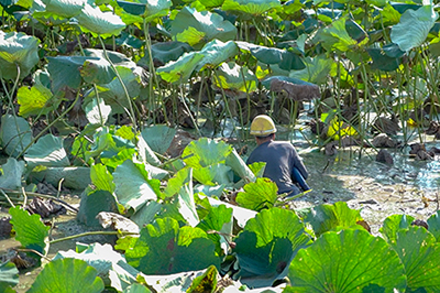 湖北种植什么赚钱_湖北种植致富视频_湖北致富经