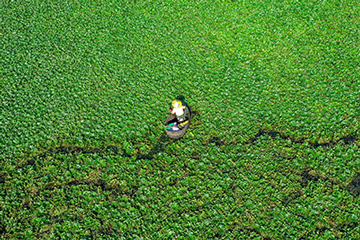 湖北种植致富视频_湖北致富经_湖北种植什么赚钱