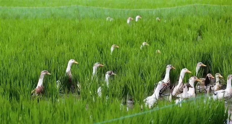 央视致富经_致富经cctv7视频廖小军_致富央视