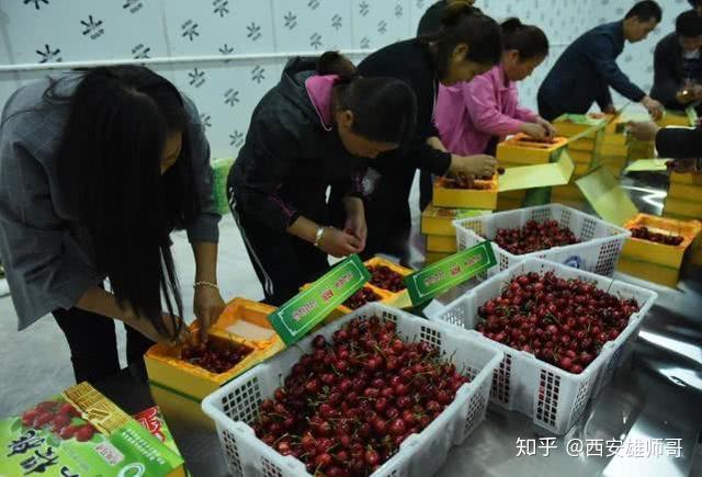 致富种植樱桃大棚视频_大樱桃种植致富_致富经樱桃种植视频
